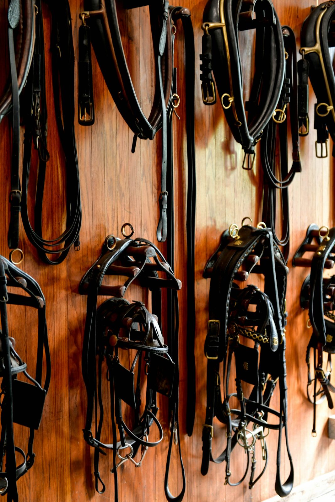 Row of leather bridles hanging on a wall