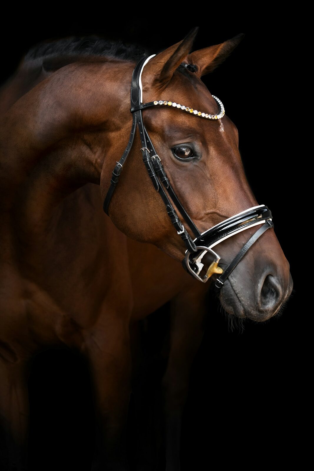 Horse wearing a leather bridle